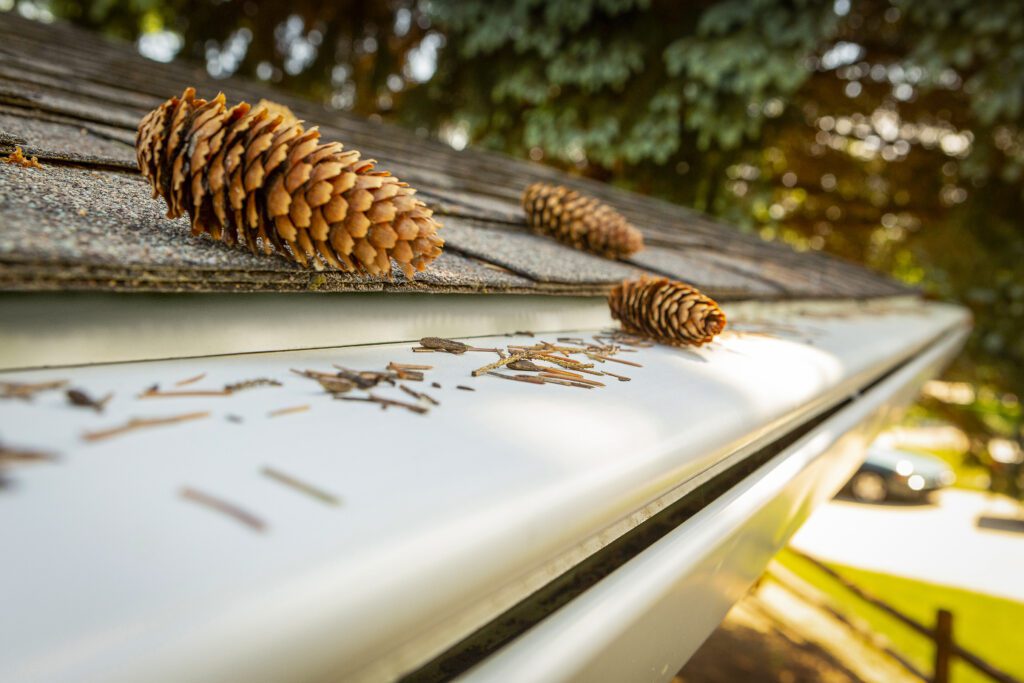 Pine cones on a roof next to the gutter.