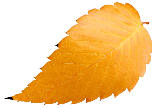 Orange leaf.