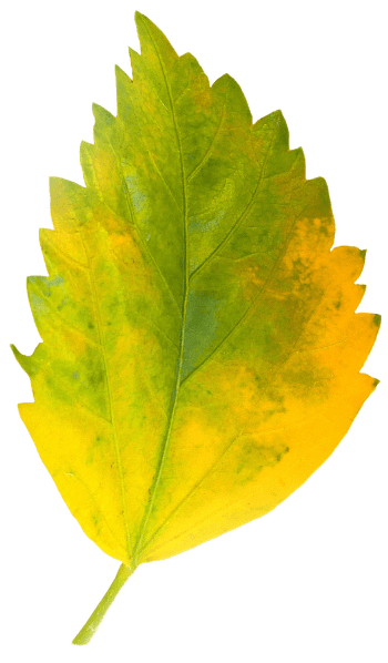 A green and yellow leaf.