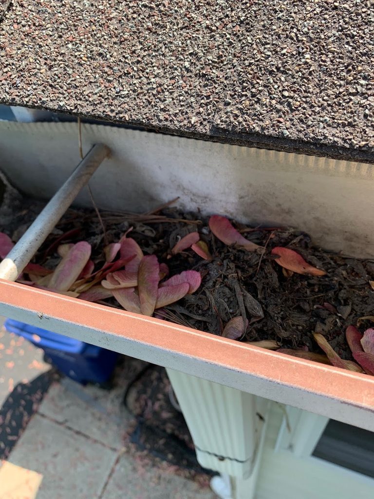 Red maple seeds, pine needles and dark sludge packed inside an old open gutter below asphalt shingles